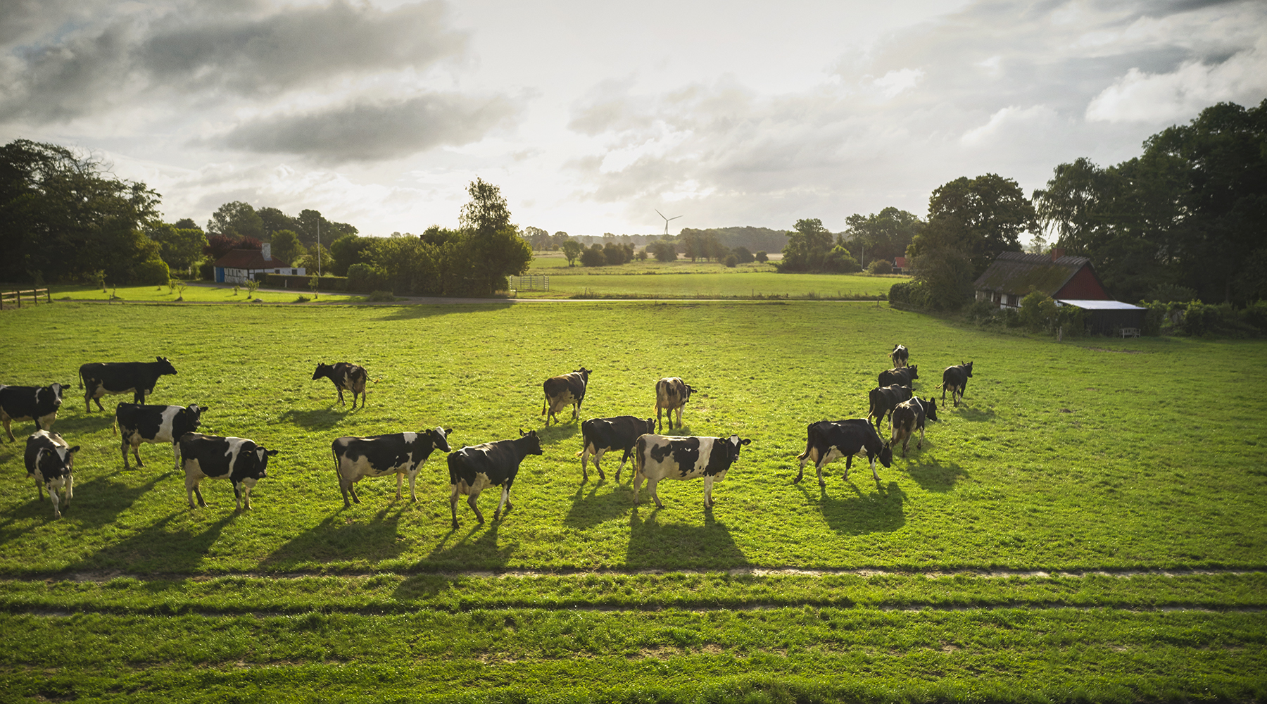Køer på en mark i solskin