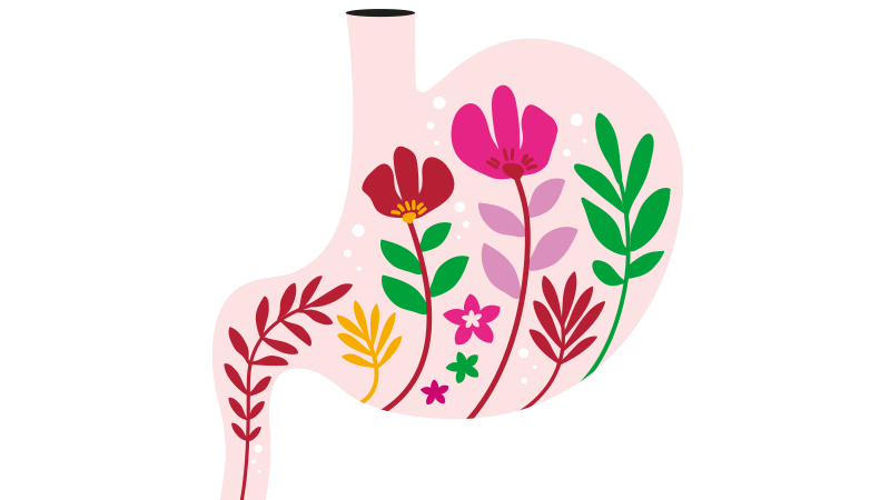  Hvad er mælkesyrebakterier?