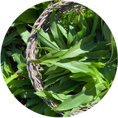 Ta’ på ramsløgsjagt