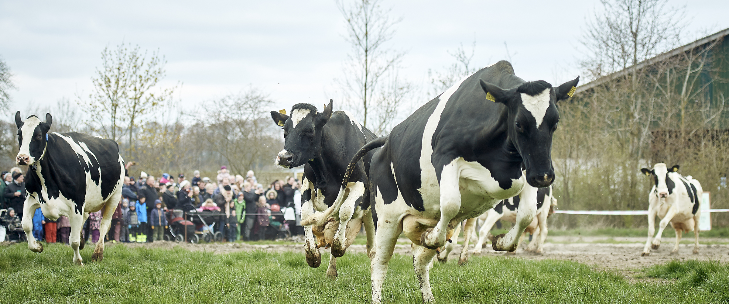 Økologiske køer lukkes ud på græs