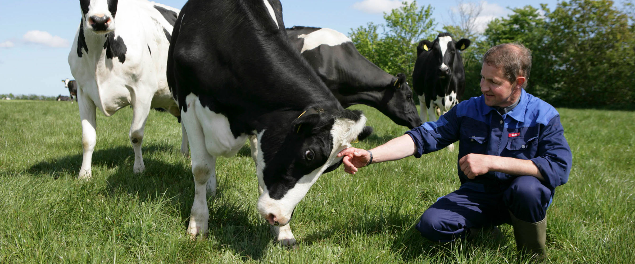 Landmand med en køer