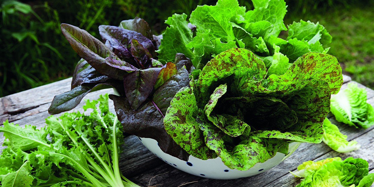 Billede af grønne og røde salater