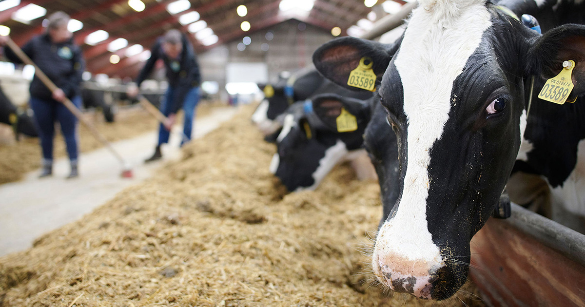 Tilbage til oversigten