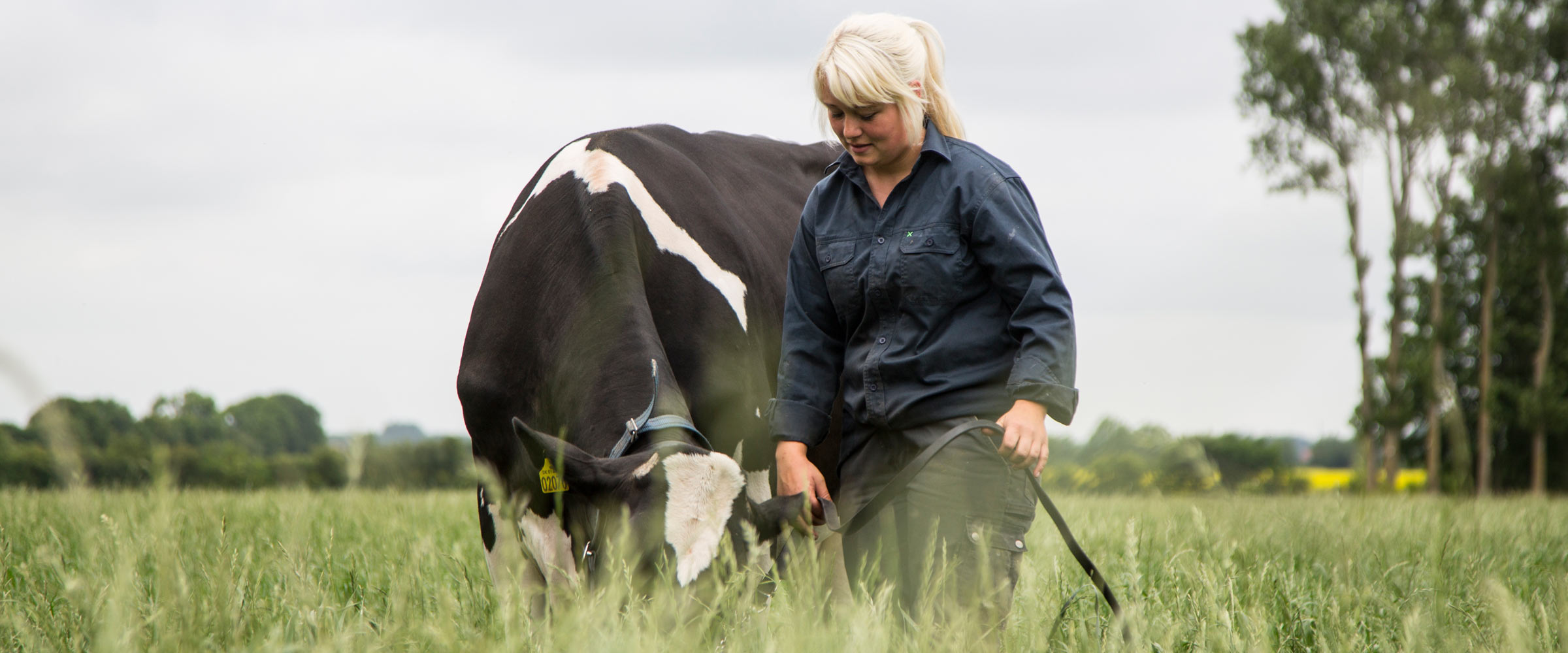 Landmand går på en mark med en ko i snor