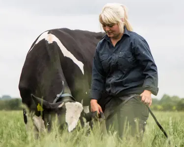 Landmand går på en mark med en ko i snor