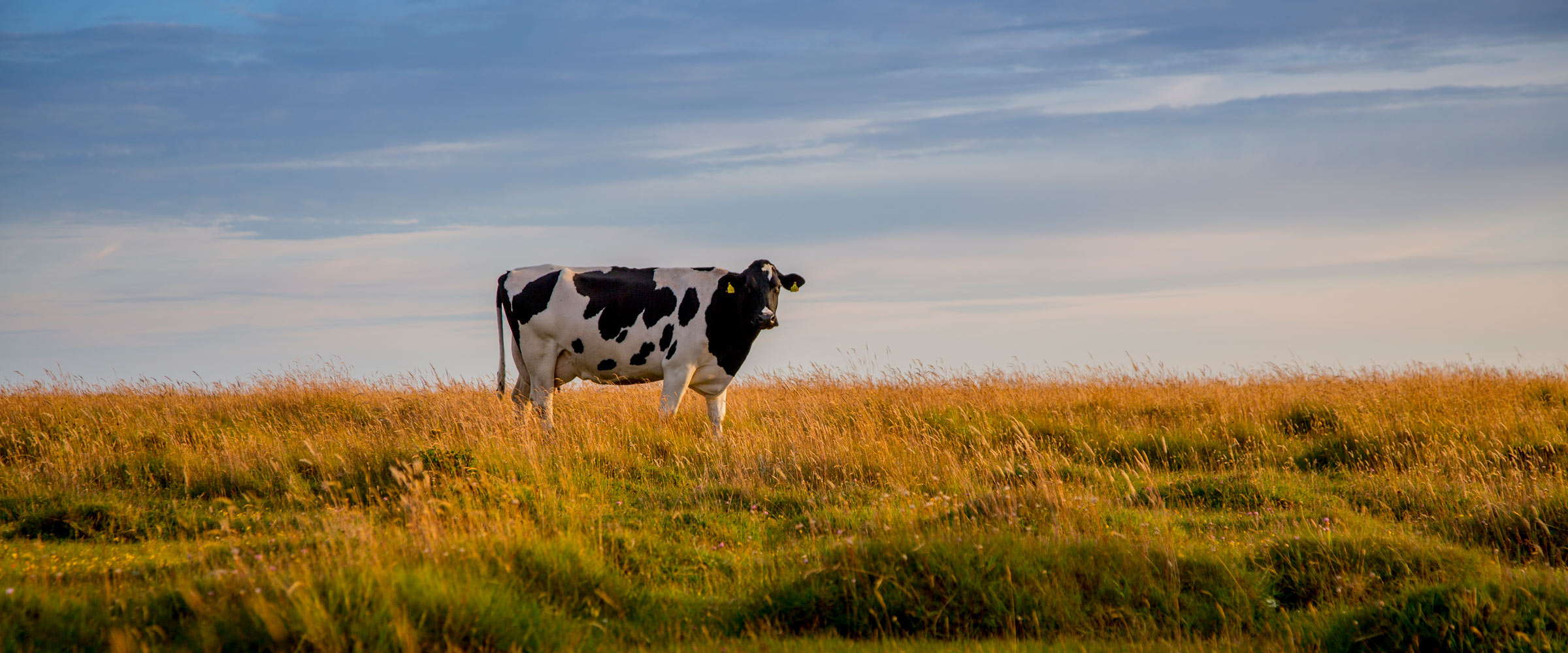Pilotgårde tester regenerative landbrugsmetoder