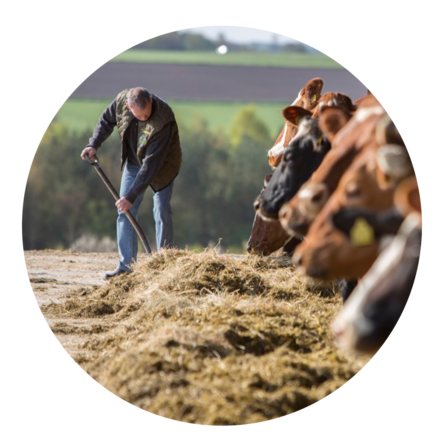 Test af  metan-reducerende fodertilsætningsstof