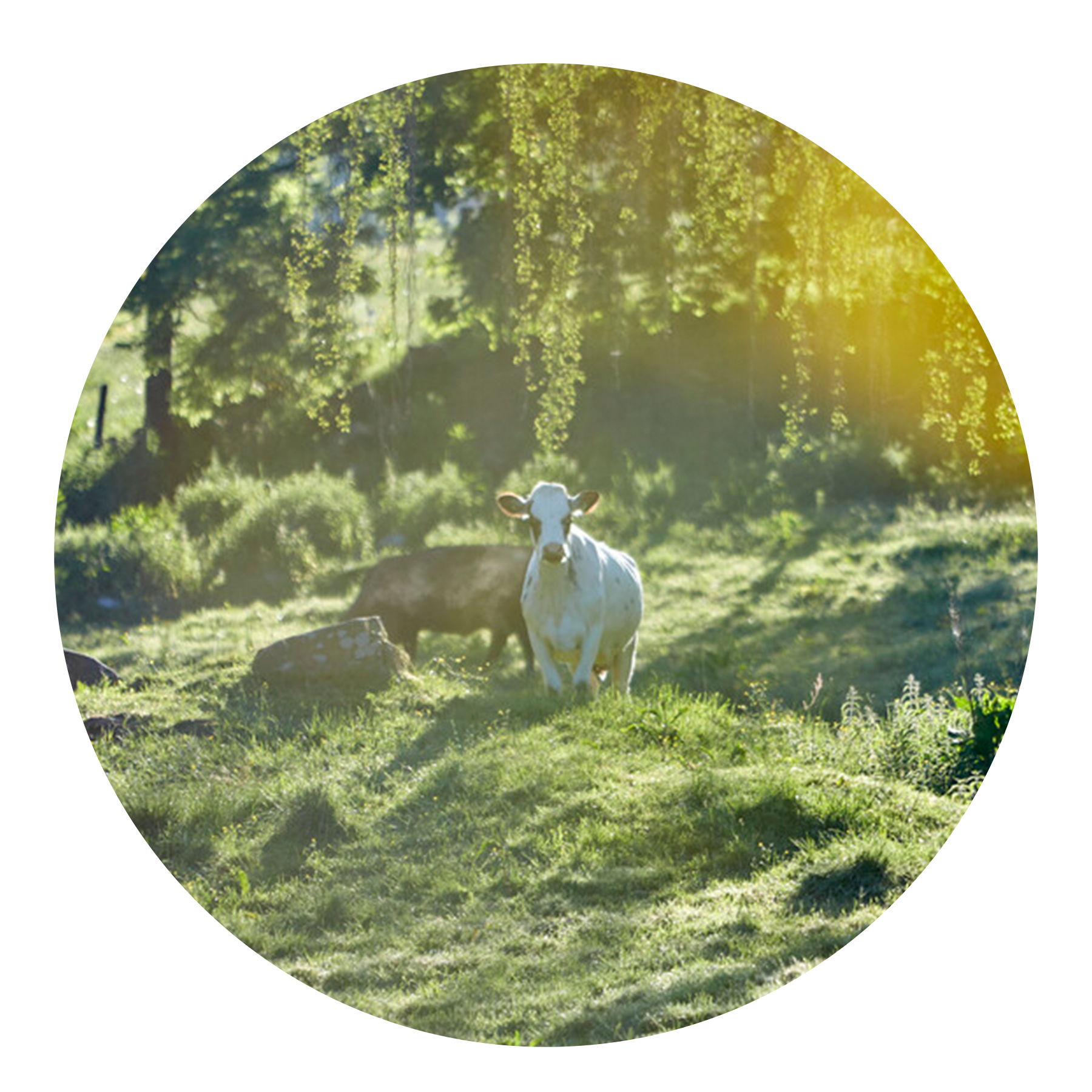 Pilotprojekt om regenerativt landbrug