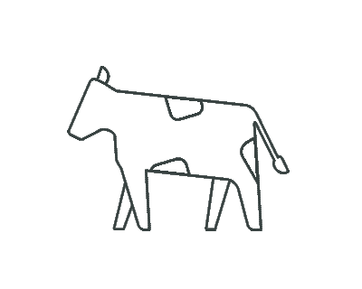 Hver ko har et gult øremærke, så vi kan følge dens mælkeproduktion.