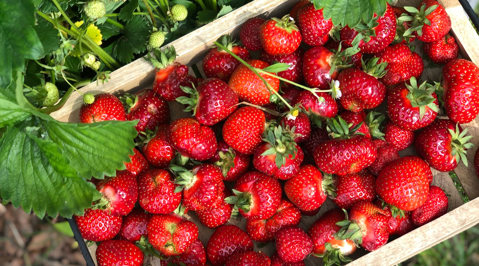 Tips og tricks til jordbær