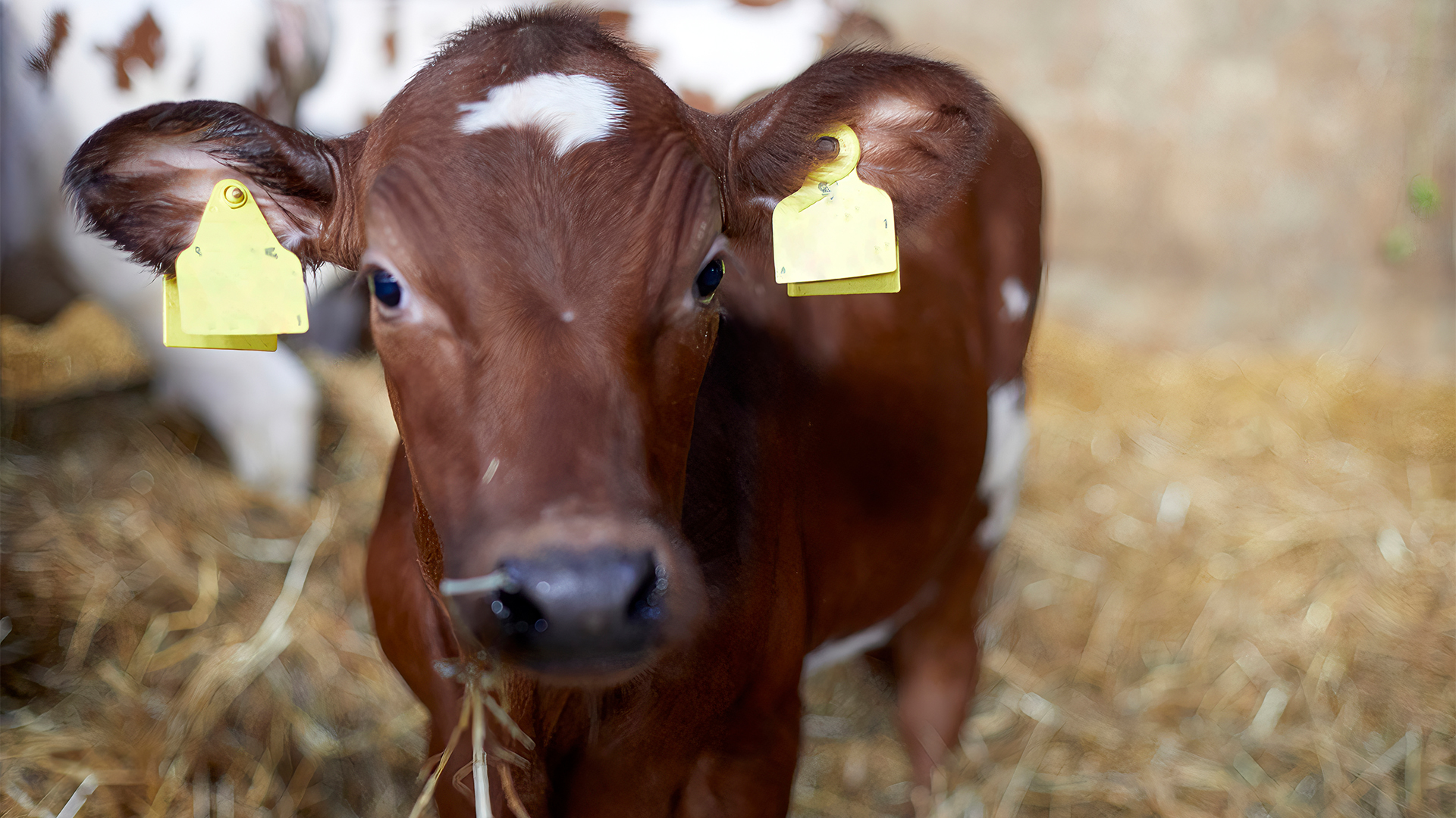 Kalv som står i halm