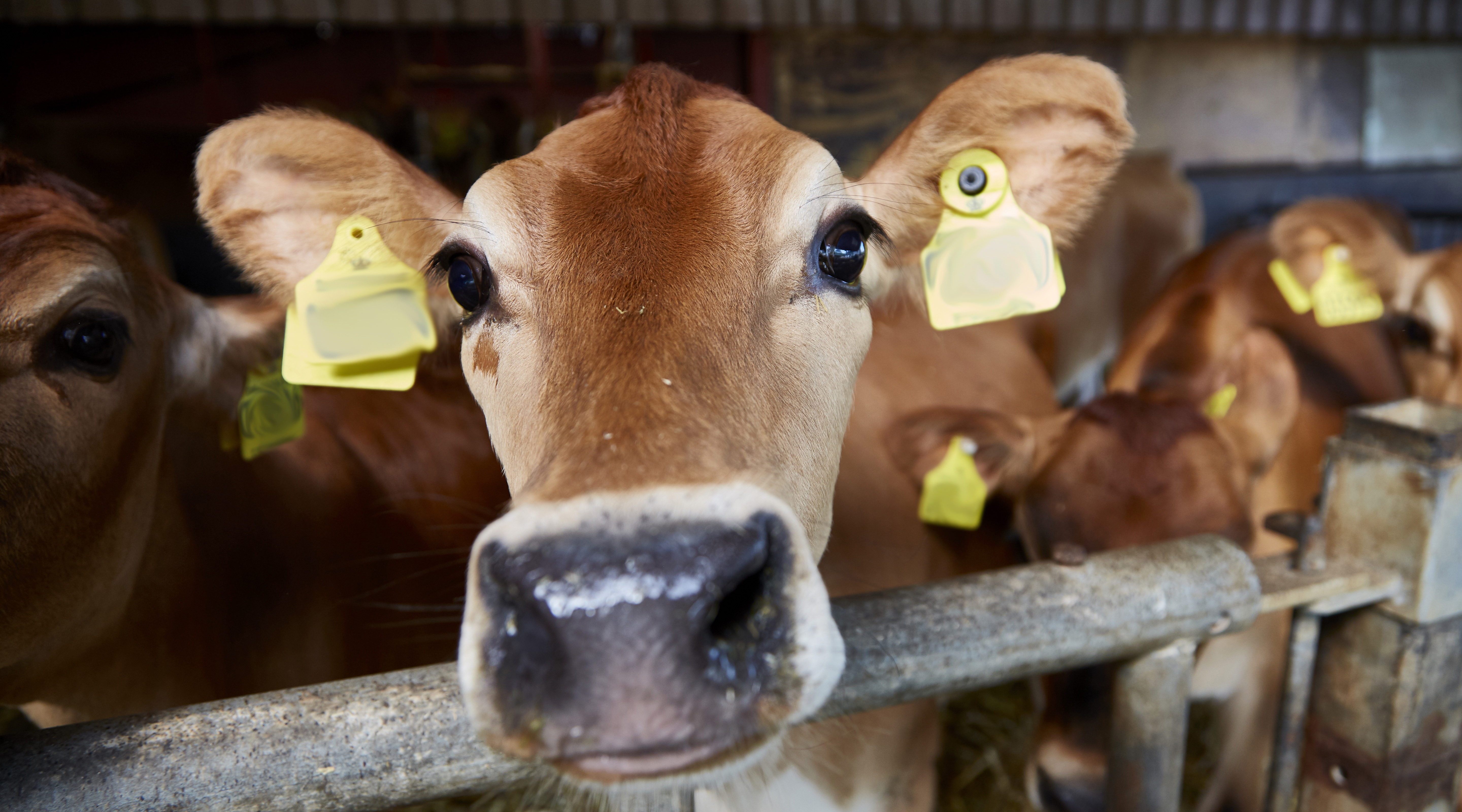 Gårdbesøg for skoler
