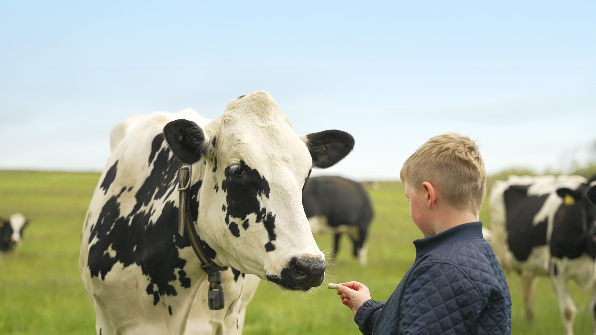 Billede af dreng med en ko