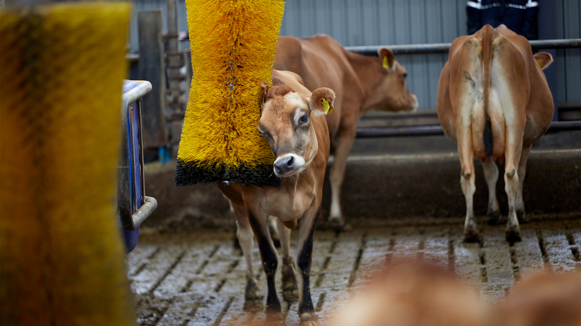 Hvad er et gårdbesøg?