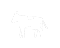 Hver ko har et gult øremærke, så vi kan følge dens mælkeproduktion.