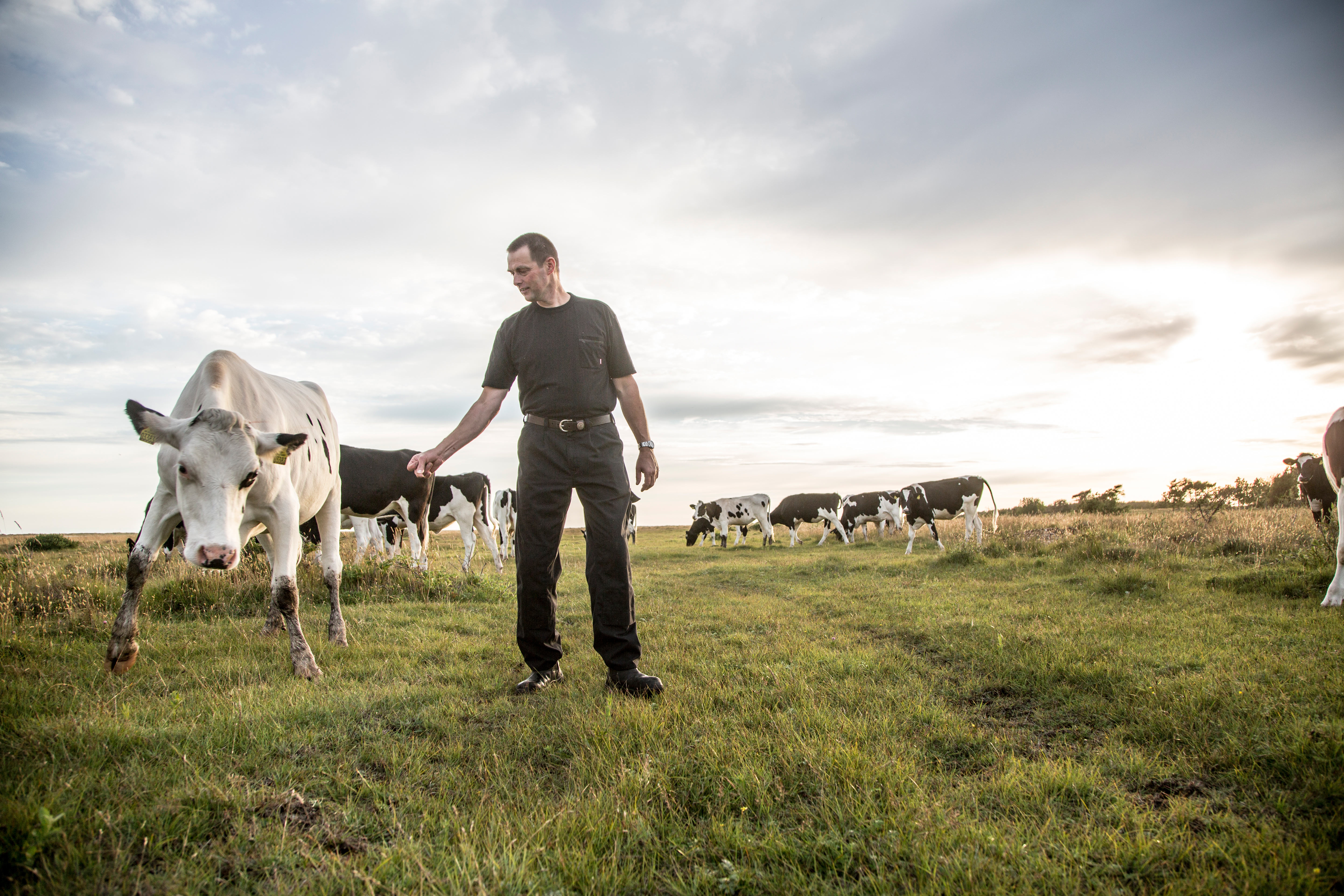 Vi passer på mælken