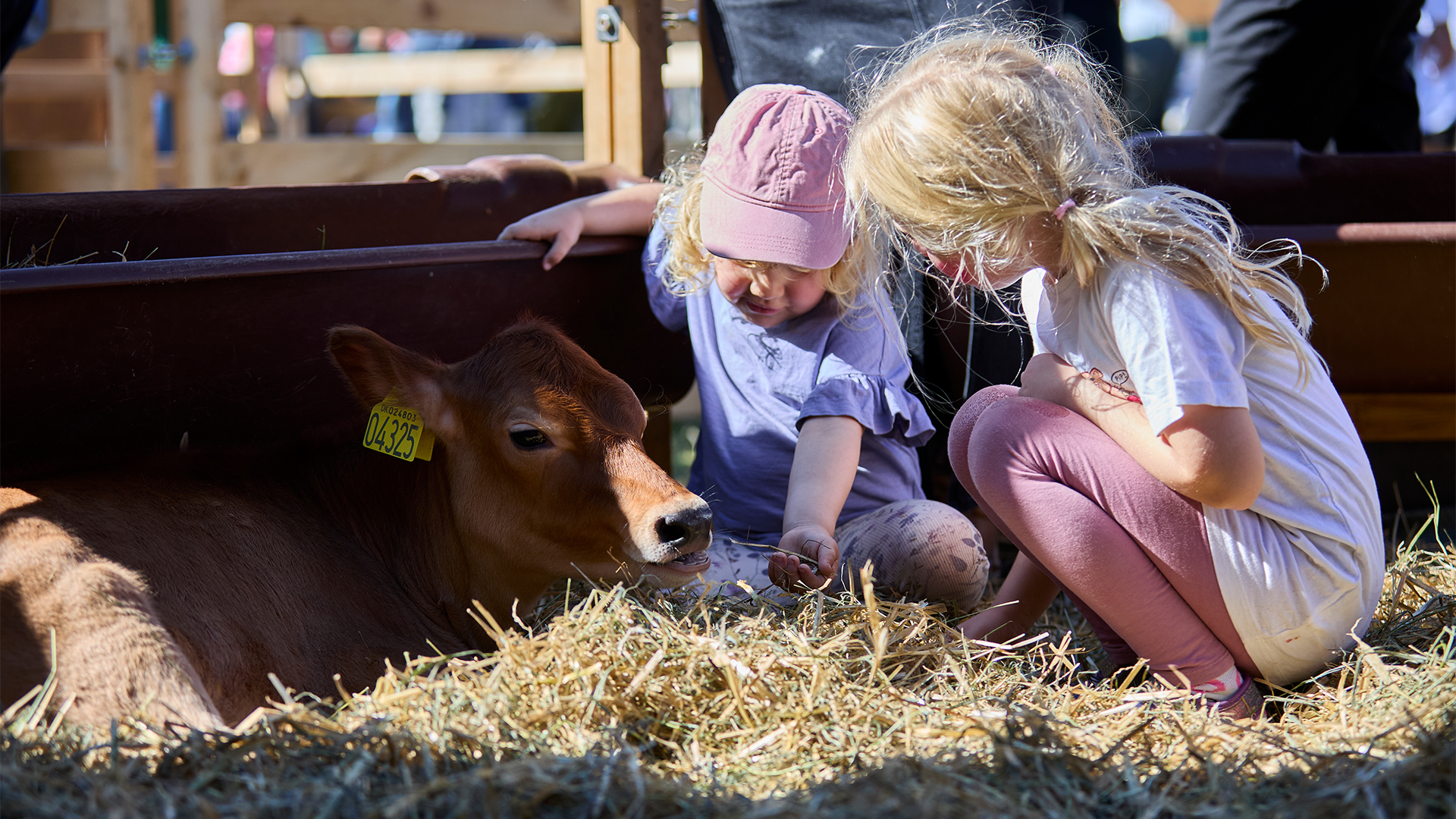 Klap en Arla kalv til Food Fest