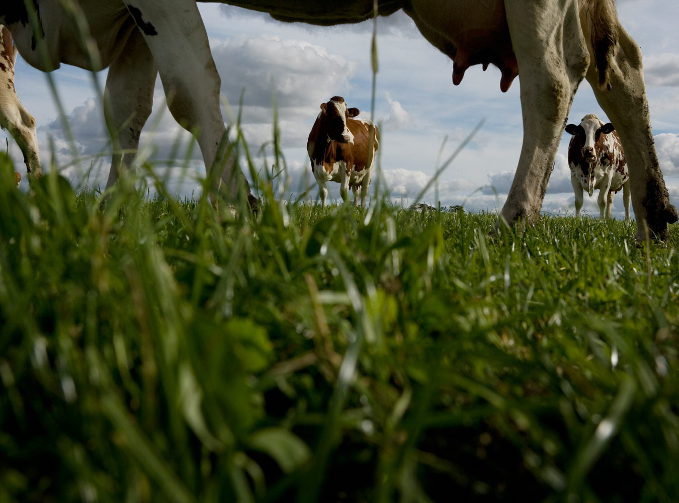 Glad for livet som landmand