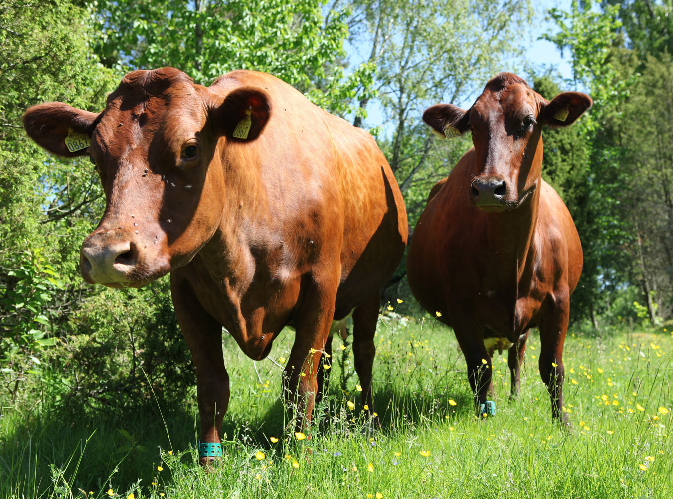 Køer i Zoo og til Arla Food Fest