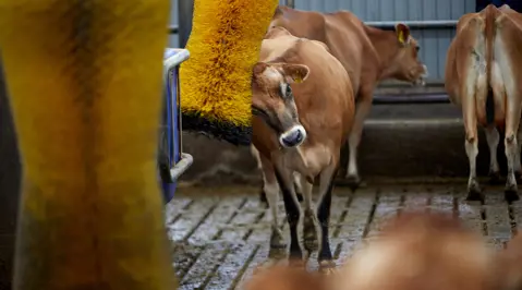 Ko ved massagebørste